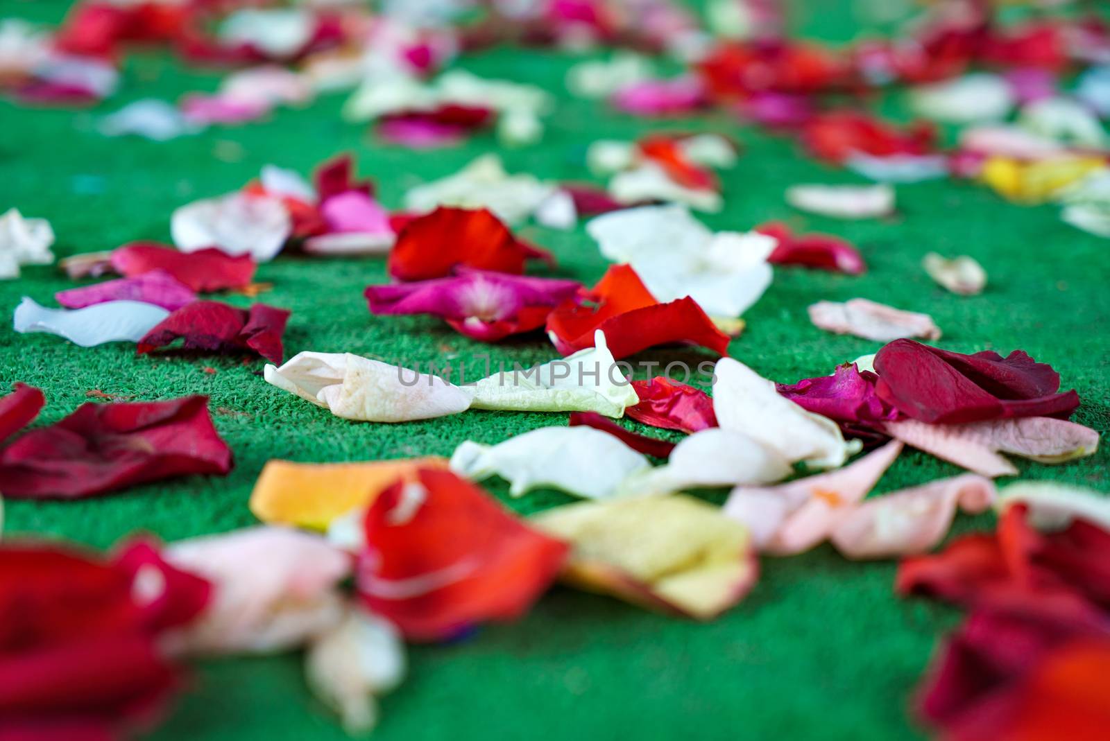 Red, white rose petals scattered on green carpet. Selective focus