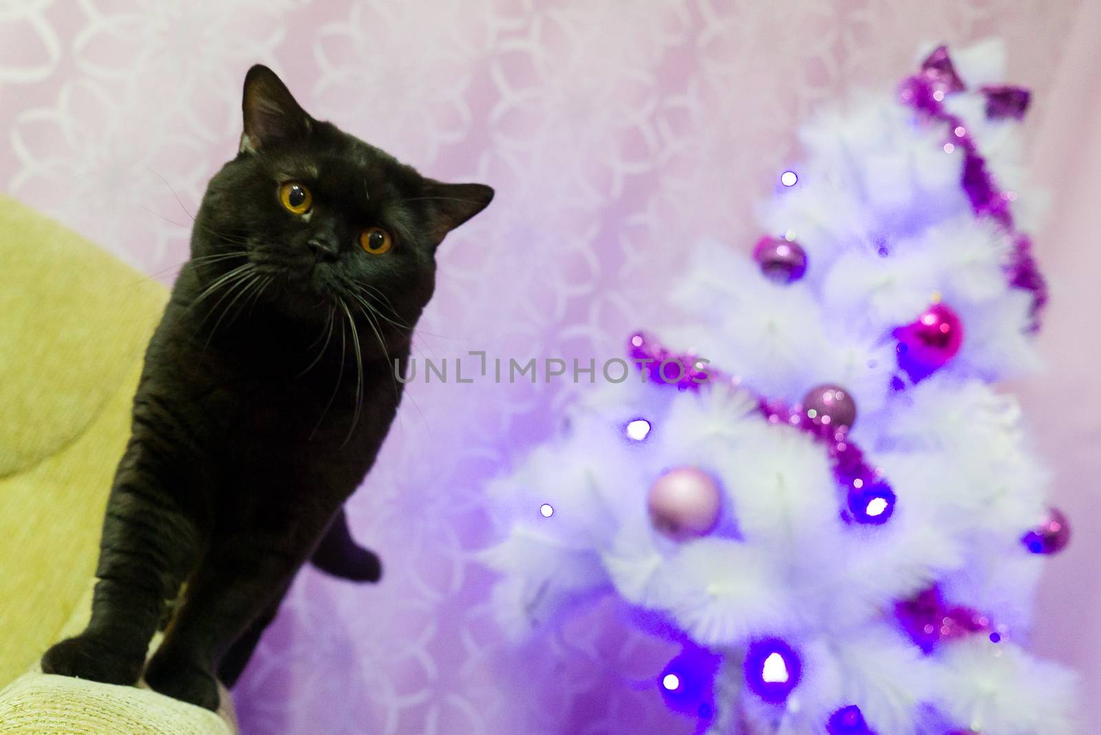 Portrait of black British cat near a white Christmas tree in the studio