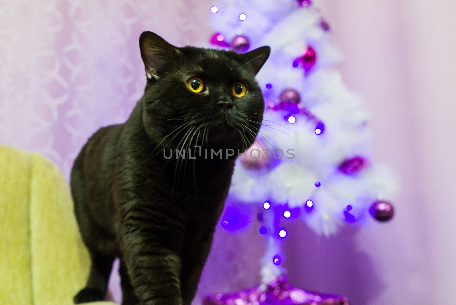 Black British cat posing for the camera near a white Christmas tree in the studio