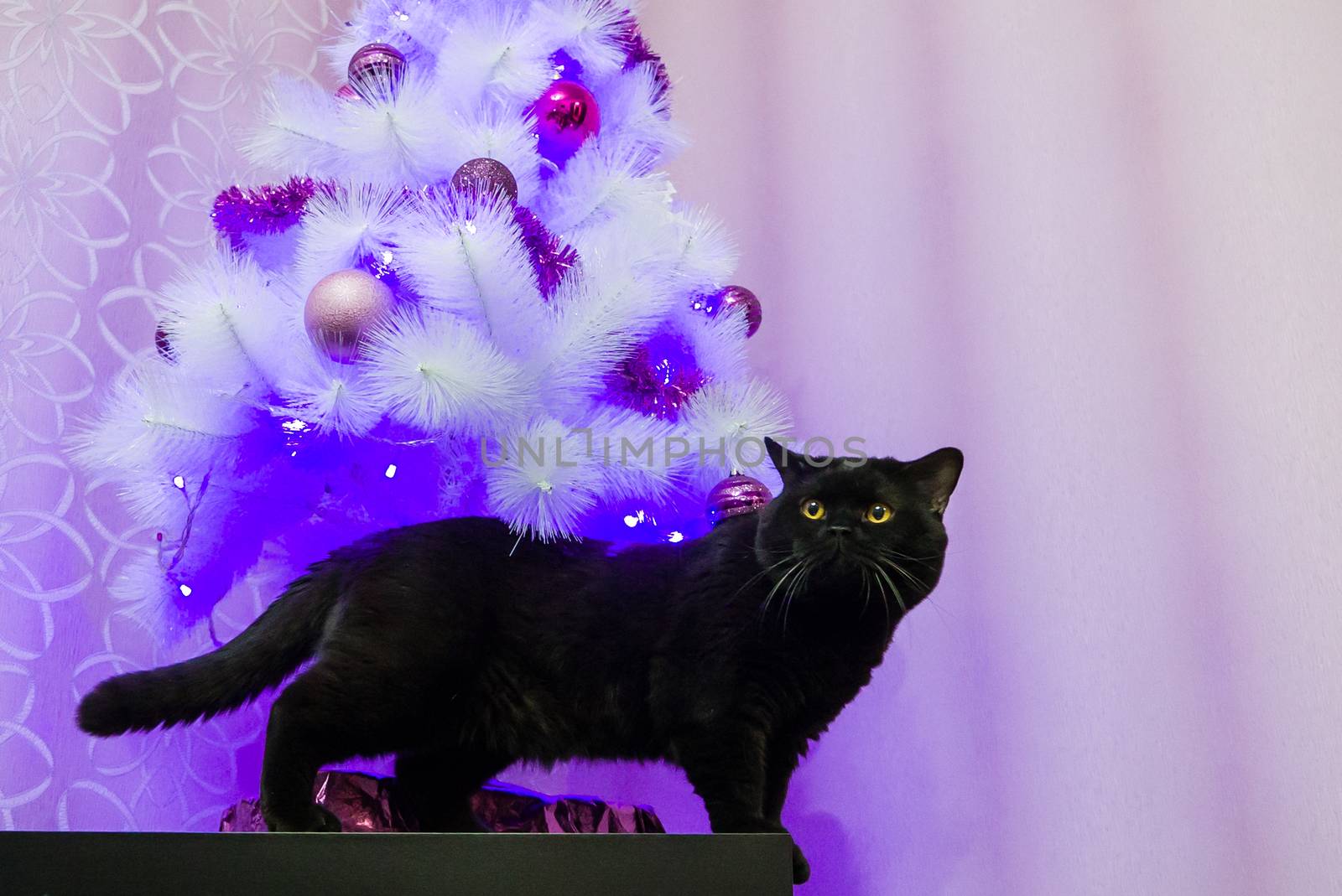 Black British cat posing for the camera near a white Christmas tree in the studio