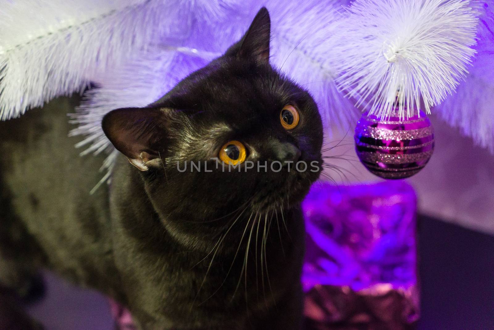 Black British cat near a white Christmas tree by vipvn