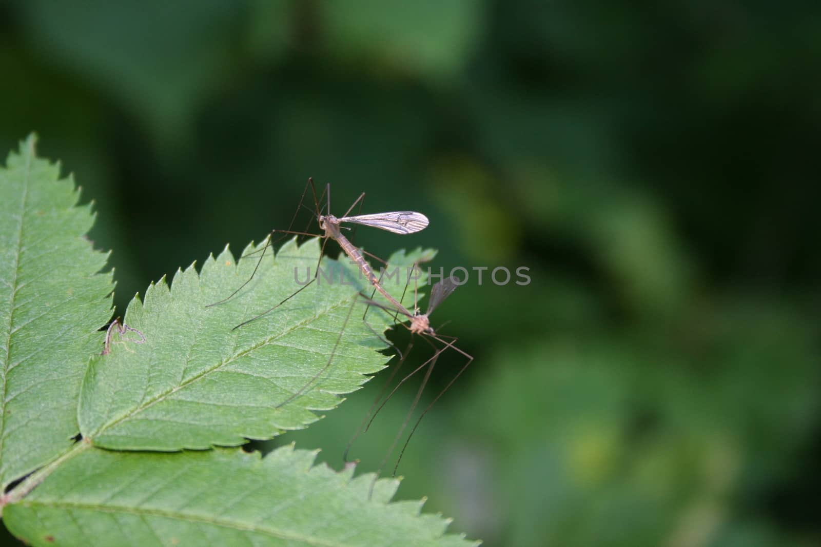 insects by elin_merete