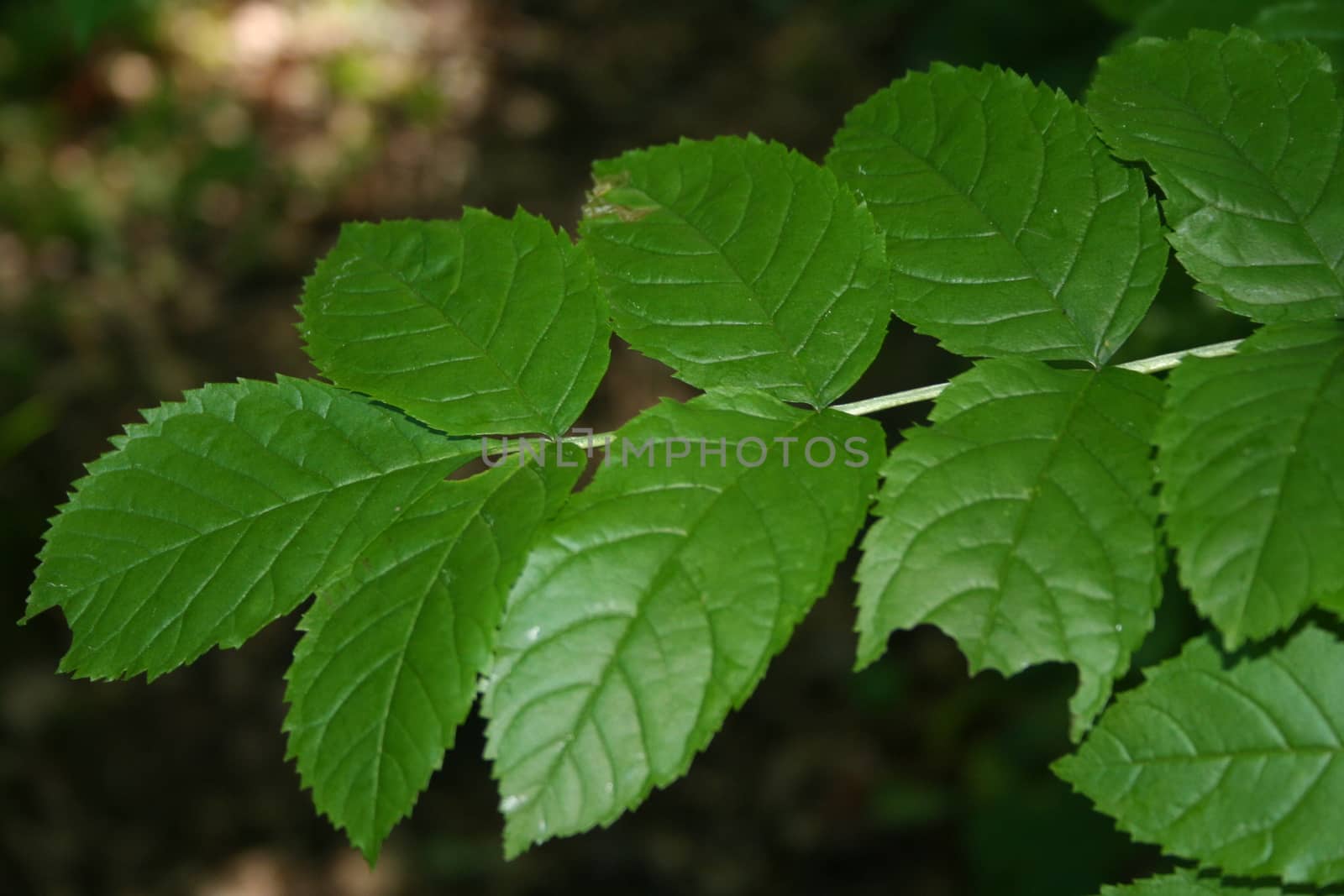 leaves by elin_merete