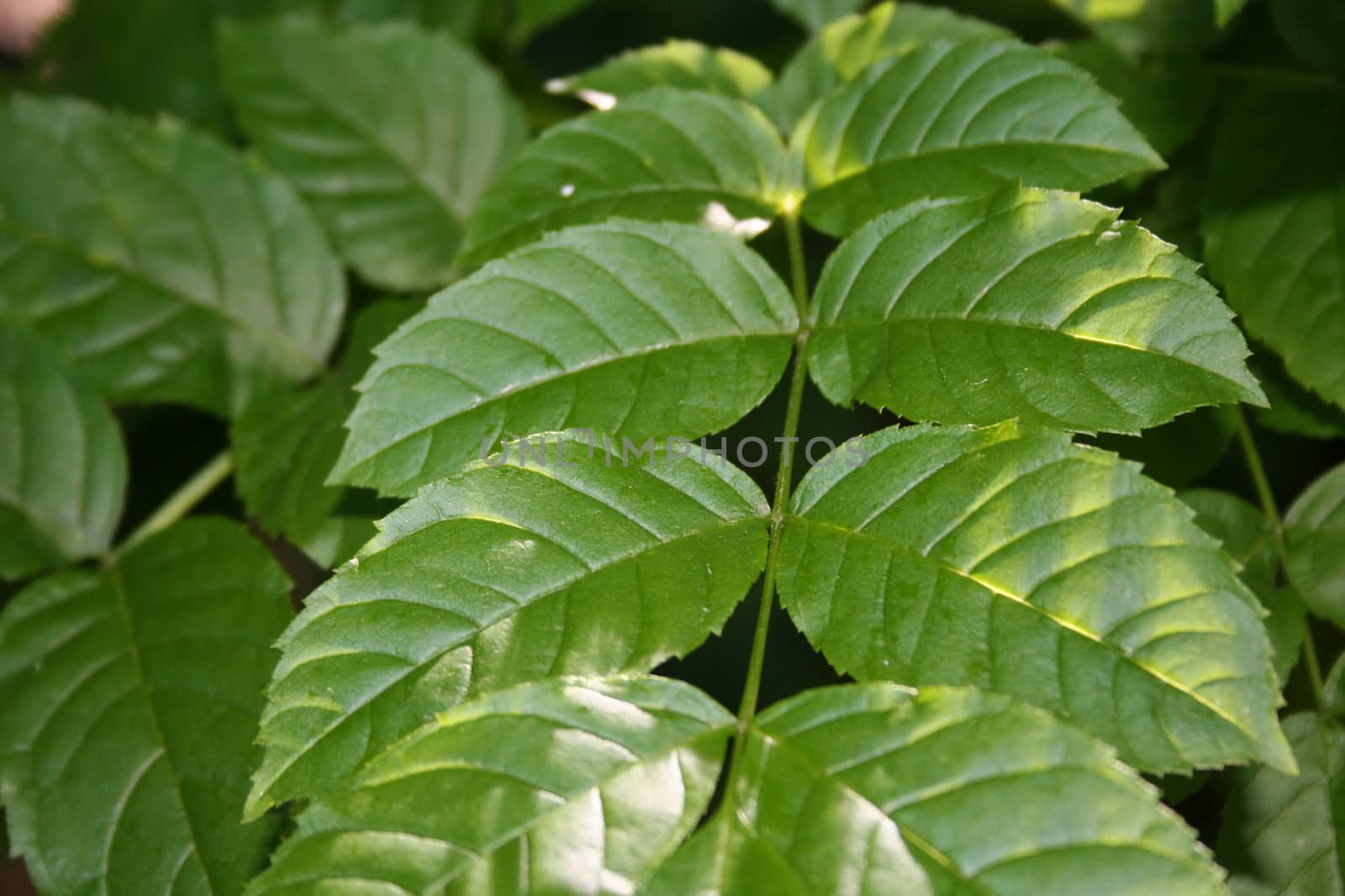 leaves