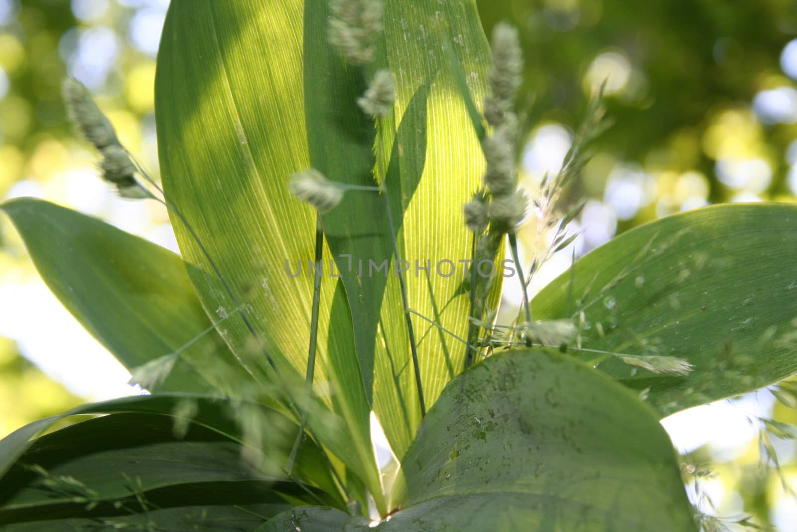 convallaria majalis