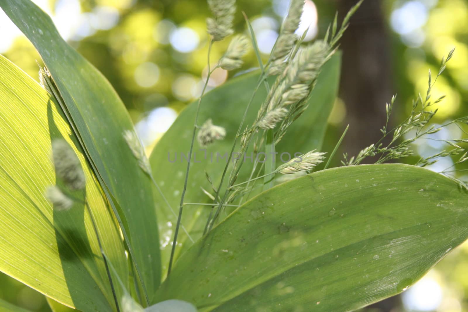 convallaria majalis by elin_merete