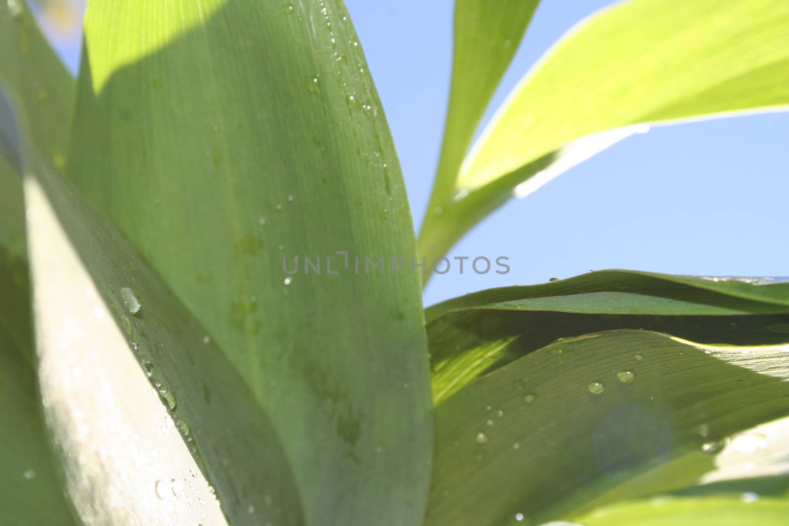 convallaria majalis by elin_merete