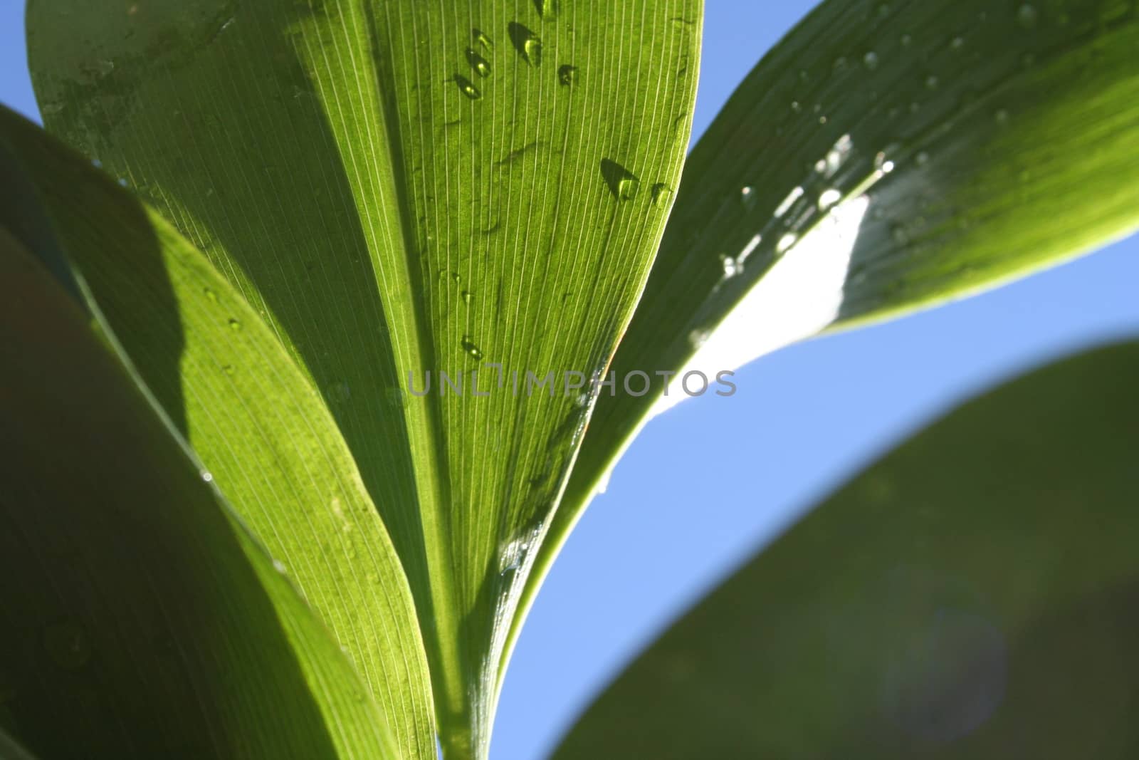 convallaria majalis