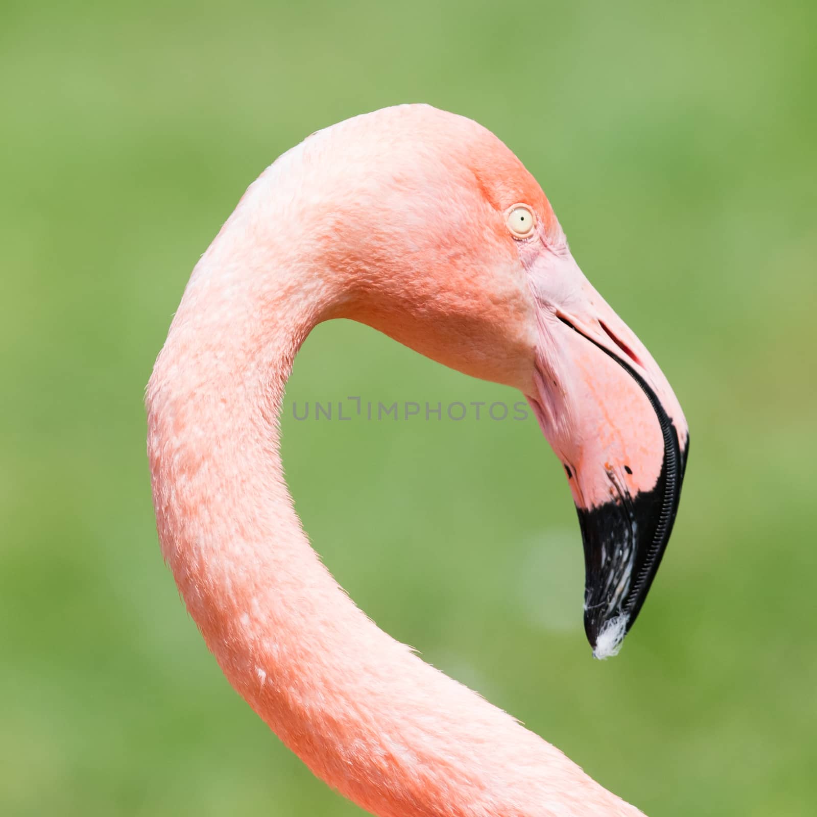 Pink flamingo close-up, isolated on green grass background