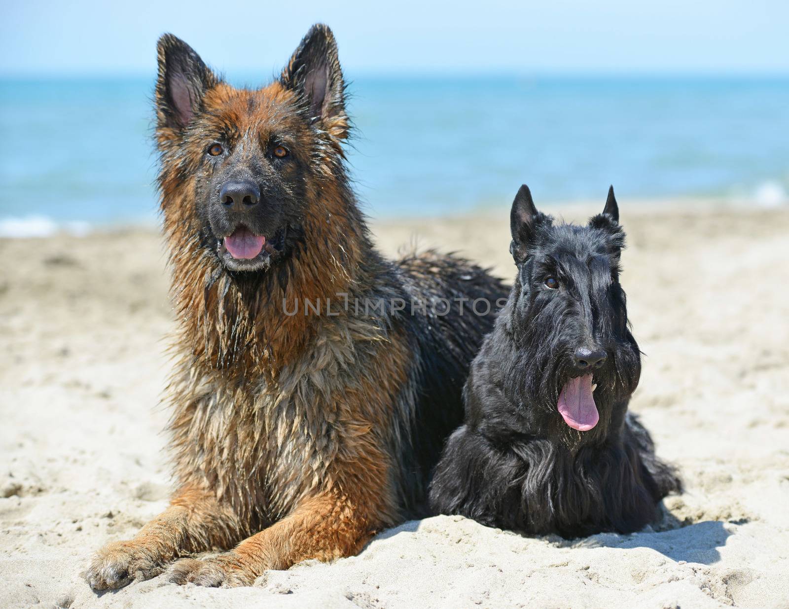 dogs on the beach by cynoclub