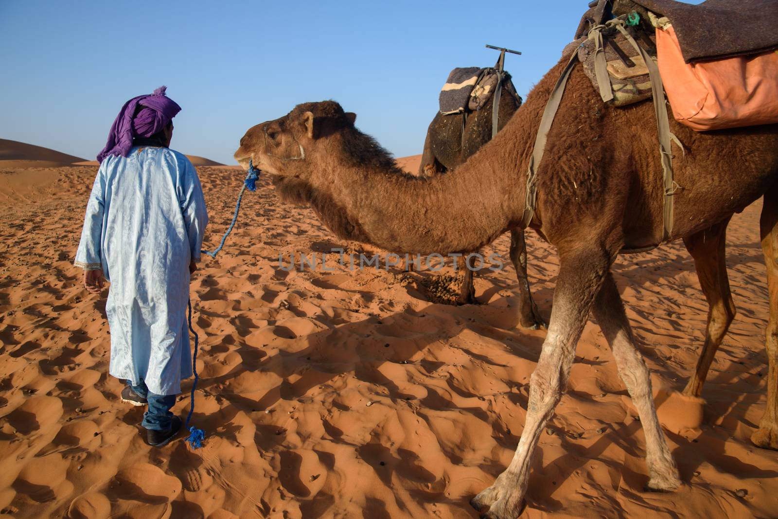 Berber man leading caravan, Hassilabied, Sahara Desert, Morocco by johnnychaos