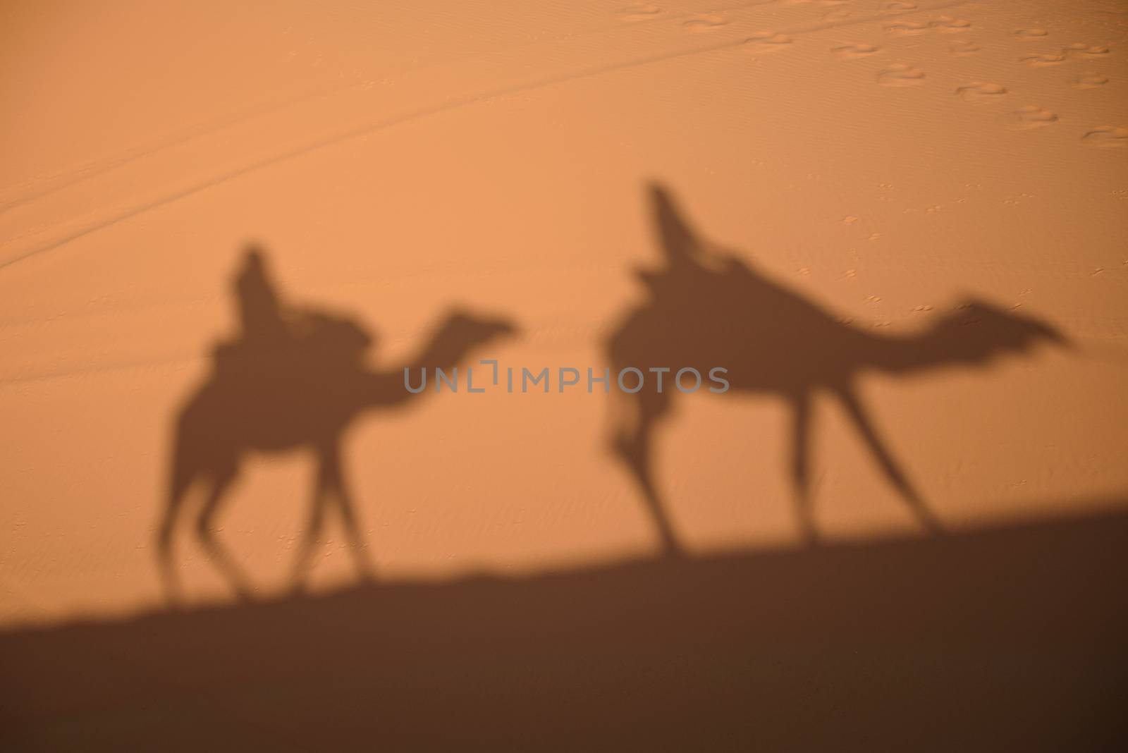 Camel shadows on Sahara Desert sand in Morocco. by johnnychaos