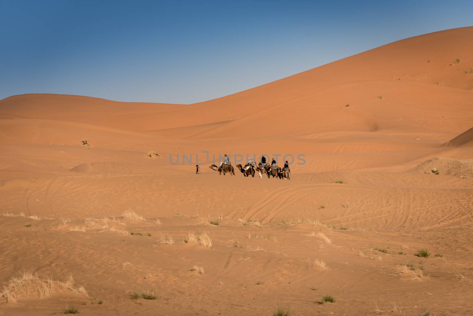 Berber man leads caravan through Sahara Desert, Morocco by johnnychaos