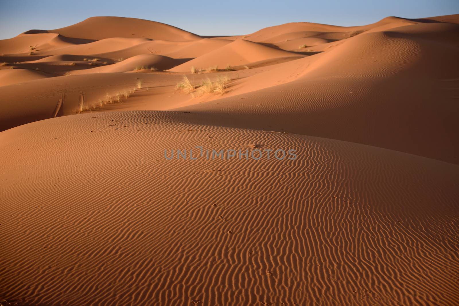 Sand dunes in the Sahara Desert, Erg Chebbi, Merzouga, Morocco