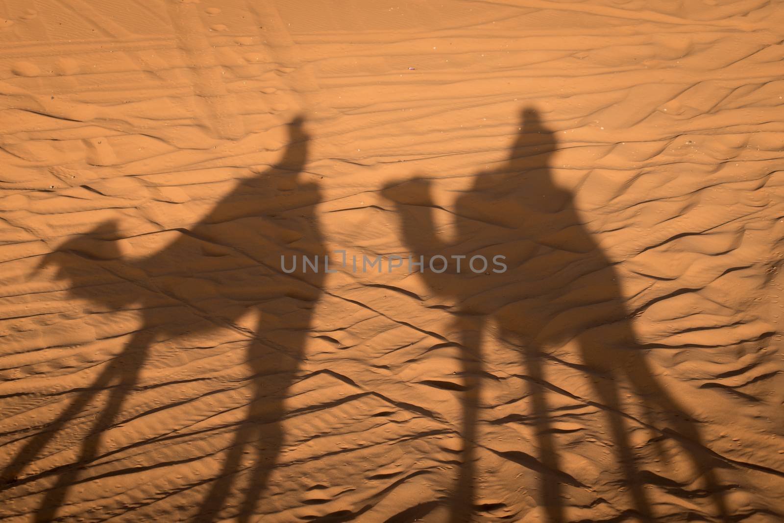 Camel shadows on Sahara Desert sand in Morocco. by johnnychaos