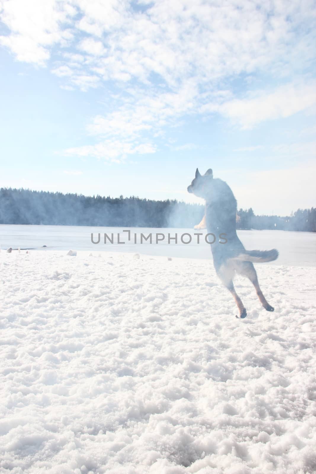 East European Shepherd in a jump in the lake in winter