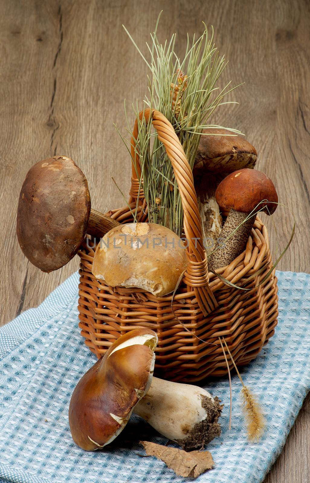 Arrangement of Raw Porcini Mushrooms, Orange-Cap Boletus and Peppery Bolete with Natural Dirties in Wicker Basket on Blue Napkin closeup on Wooden background