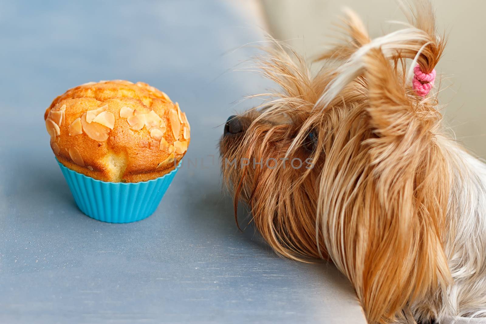 Dog Yorkshire Terrier tries to reach the tasty muffins