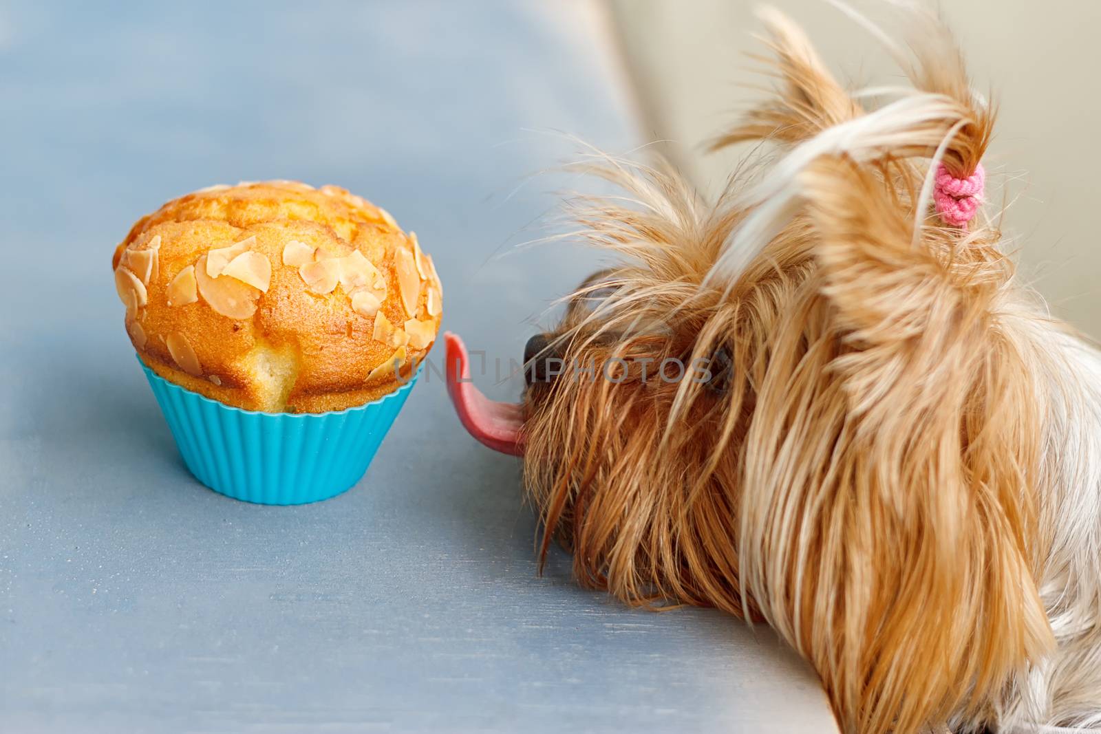 Dog Yorkshire stretches tongue to the delicious muffins
