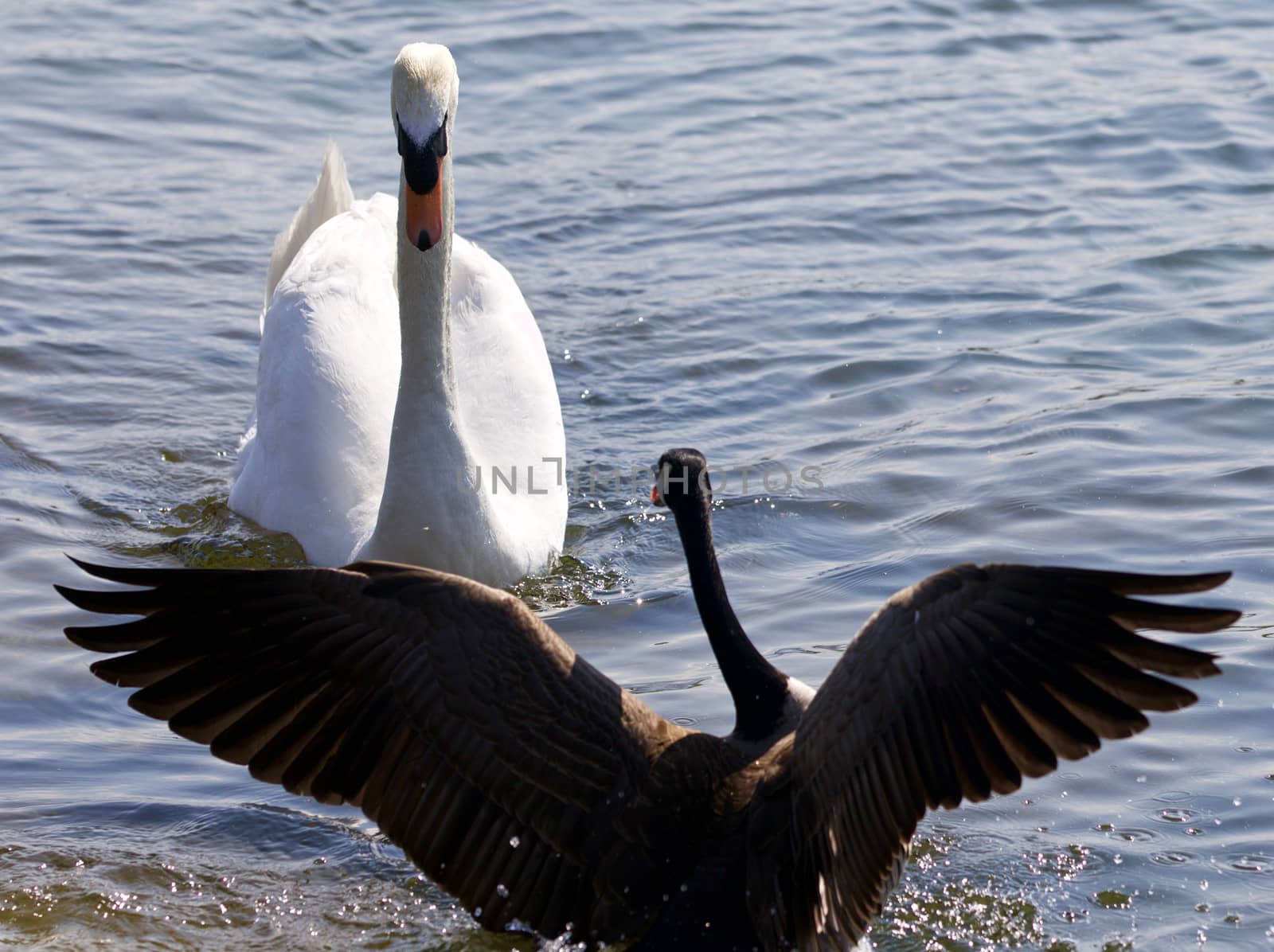 Beautiful isolated photo of the Canada goose defending his family from the swan by teo