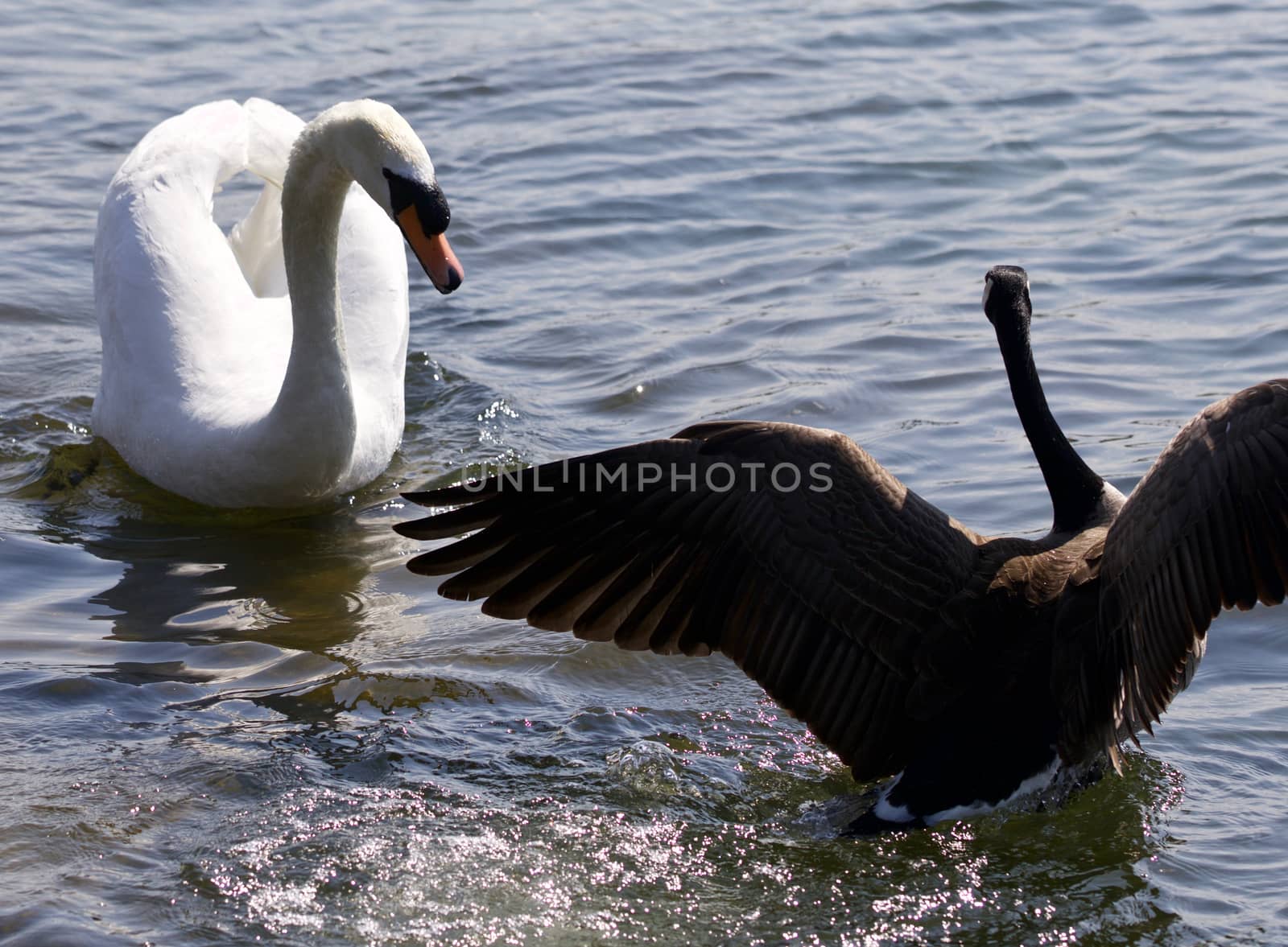 Beautiful isolated image of the Canada goose defending his family from the swan by teo