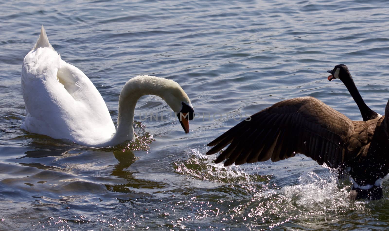 Amazing fight between the Canada goose and the swan