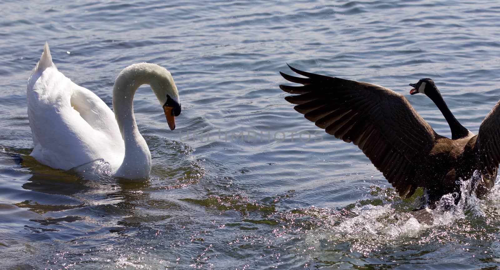 Isolated photo of the amazing fight between the Canada goose and the swan by teo