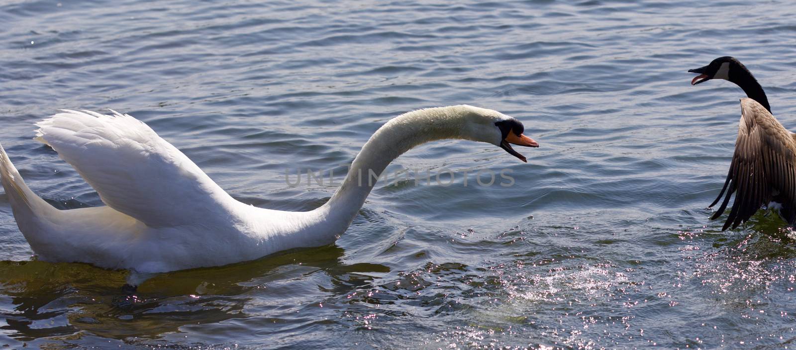 Amazing isolated photo of the swan attacking the Canada goose