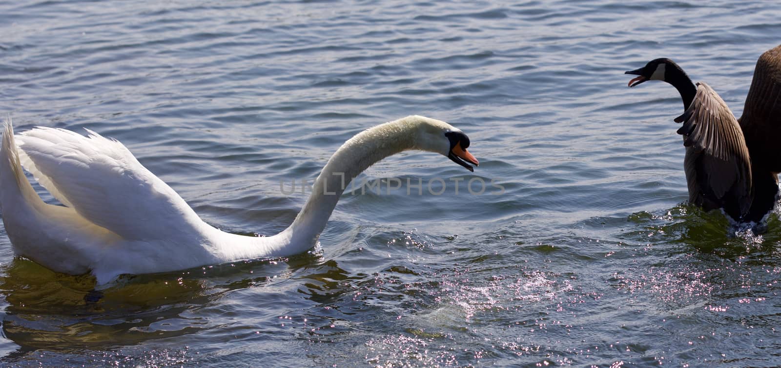 Beautiful isolated photo of the amazing fight between the Canada goose and the swan by teo