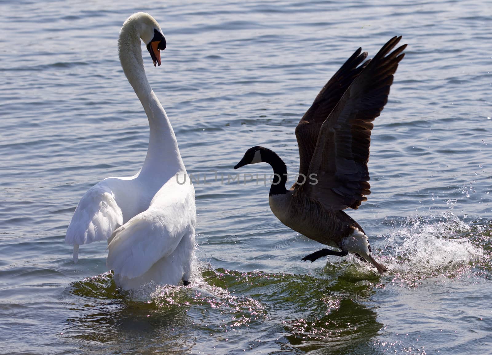 Amazing photo of the epic fight between the Canada goose and the swan by teo