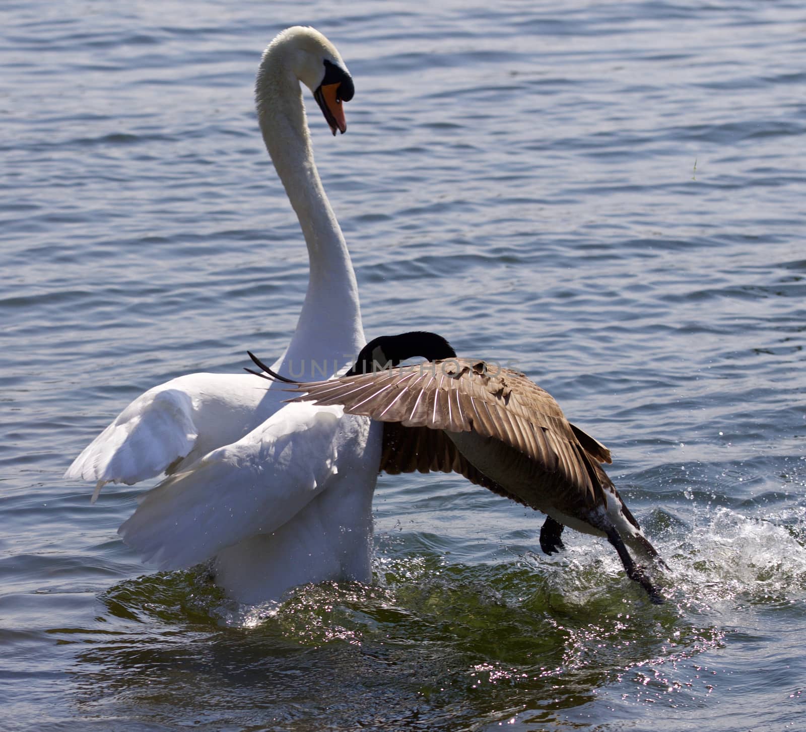 Amazing image of the epic fight between the Canada goose and the swan on the lake