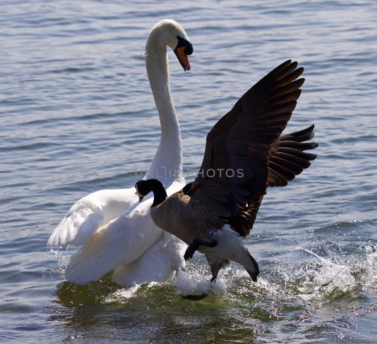 Amazing photo of the Canada goose attacking the swan by teo