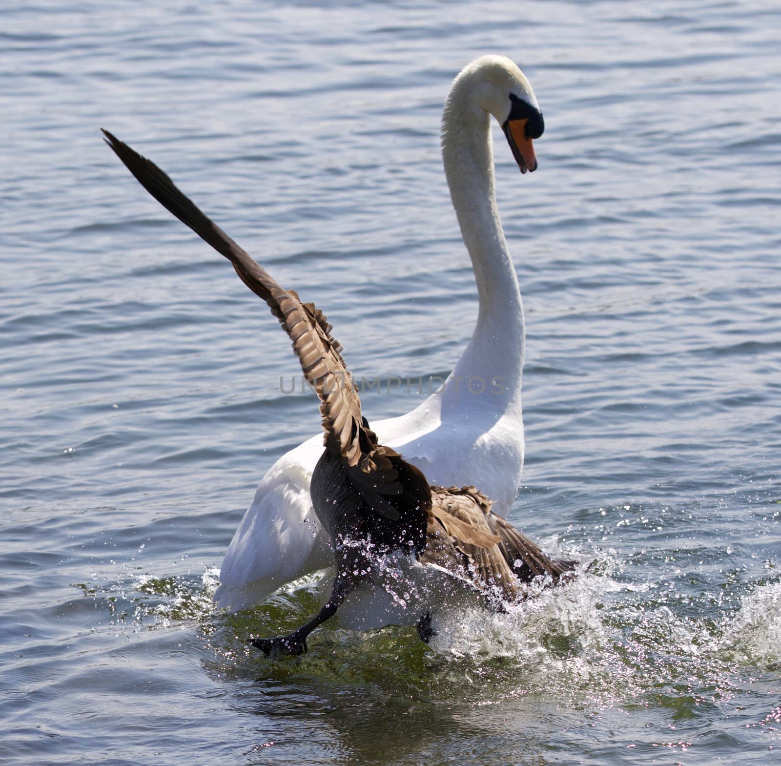 Amazing image with the Canada goose attacking the swan on the lake by teo