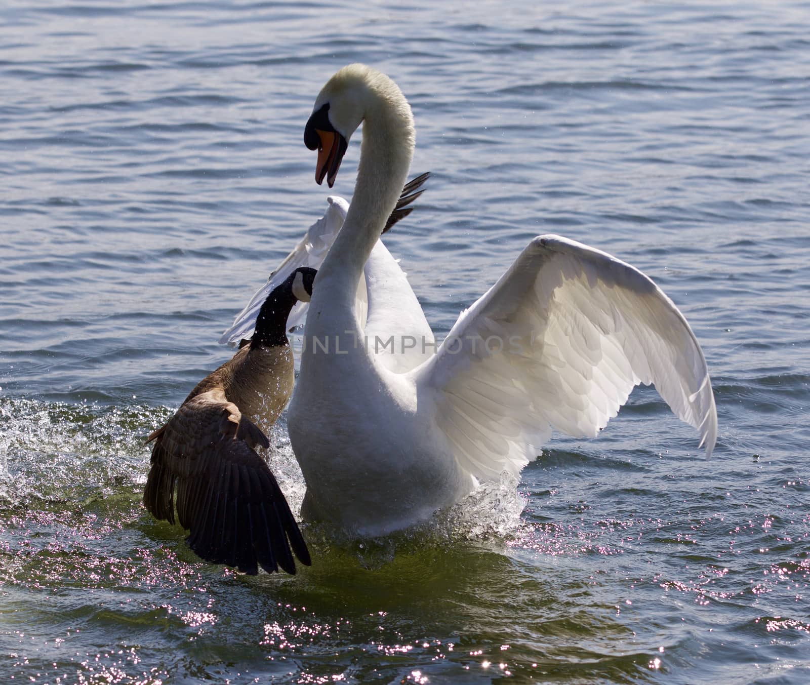 Amazing image with the Canada goose attacking the swan on the lake by teo