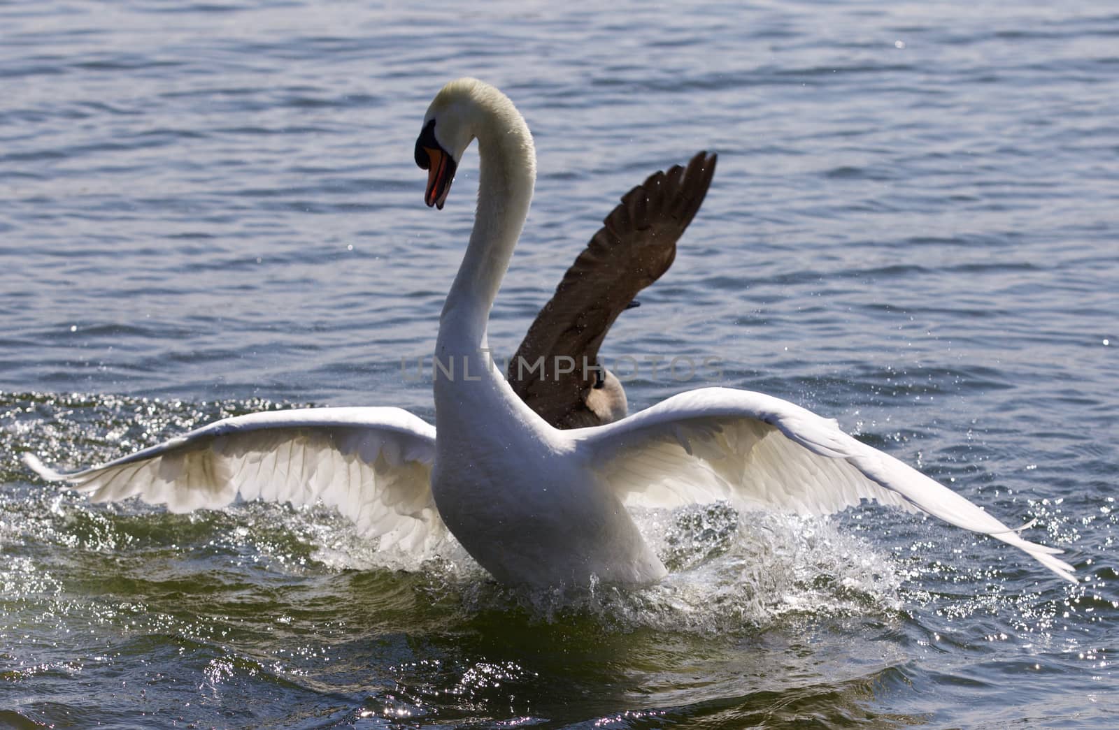 Beautiful photo of the swan going away from the attack of the Canada goose