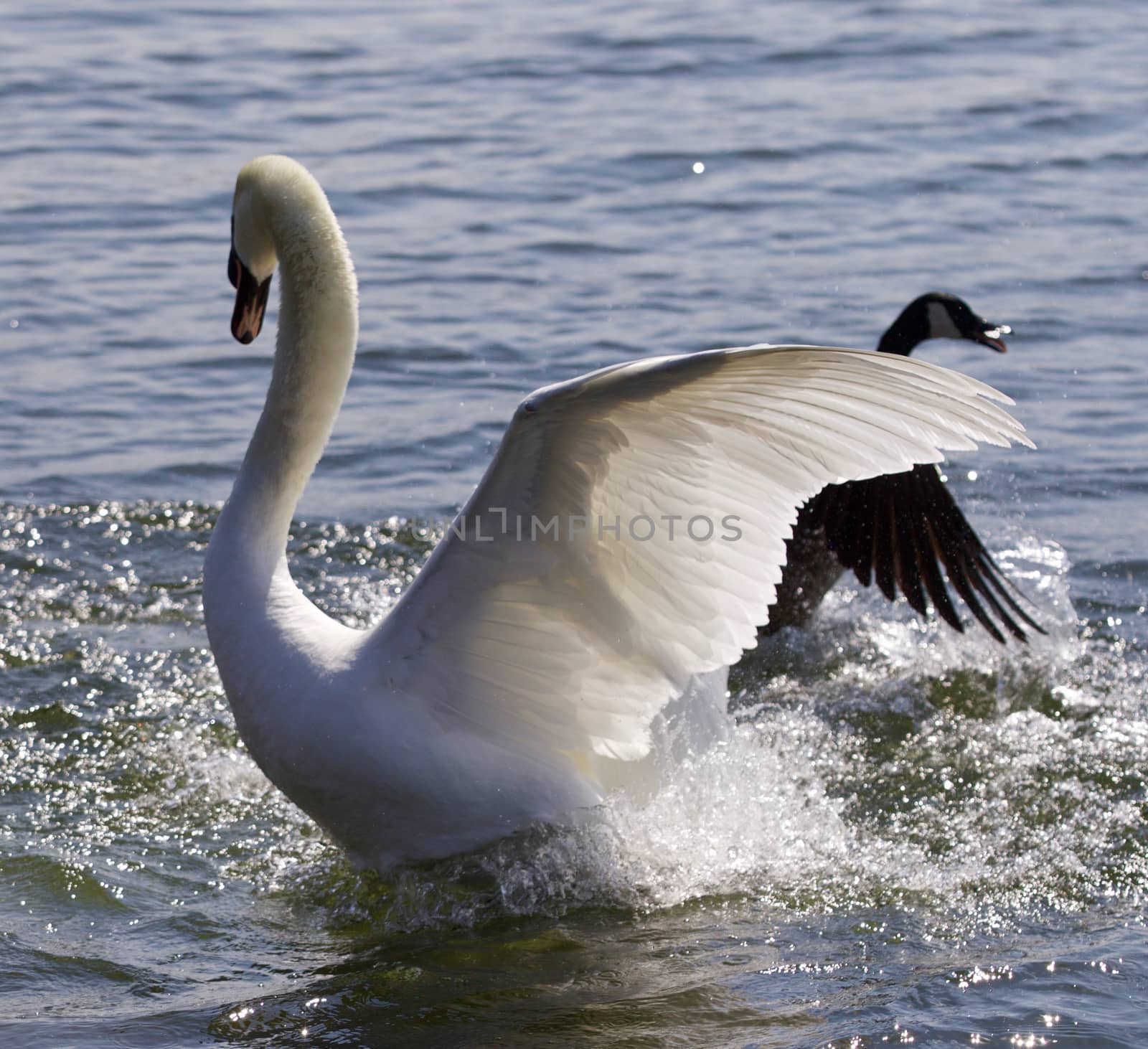 Beautiful isolated photo of the swan going away from the attack of the Canada goose by teo