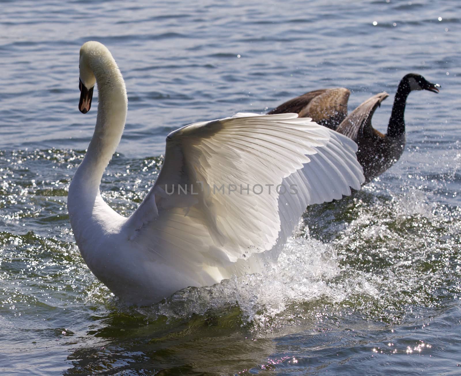 Fantastic contest between the powerful swan and the brave Canada goose