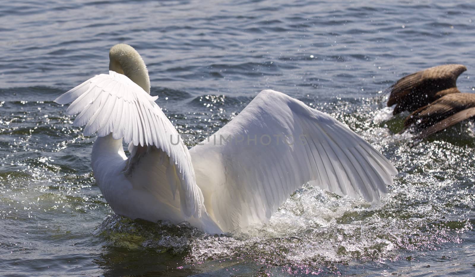 Isolated photo of the swan showing his power to the goose by teo