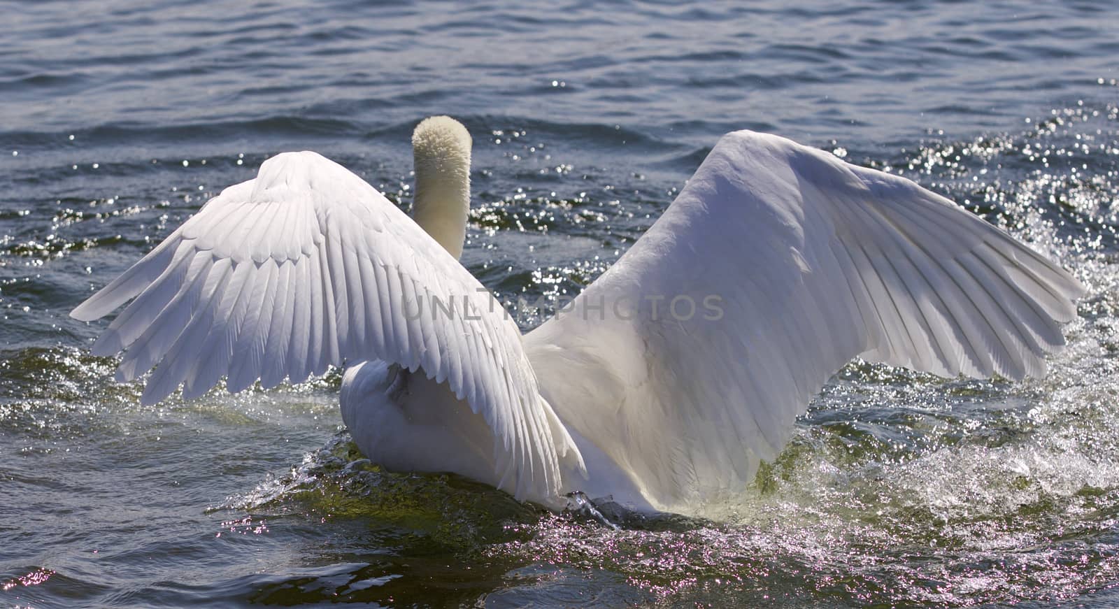 Beautiful isolated image of the swan showing his powerful wings by teo