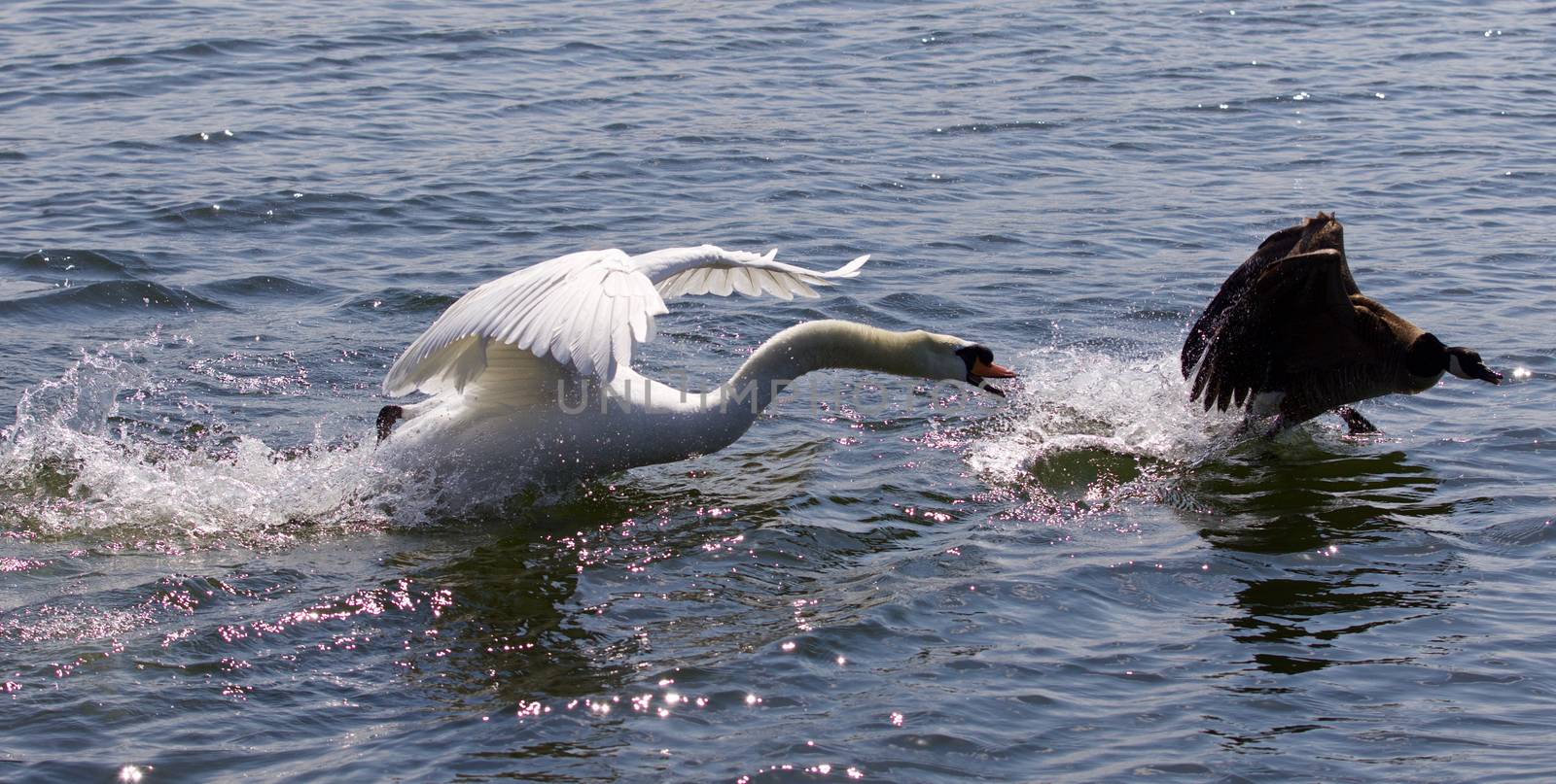 Amazing photo of the angry swan attacking the Canada goose