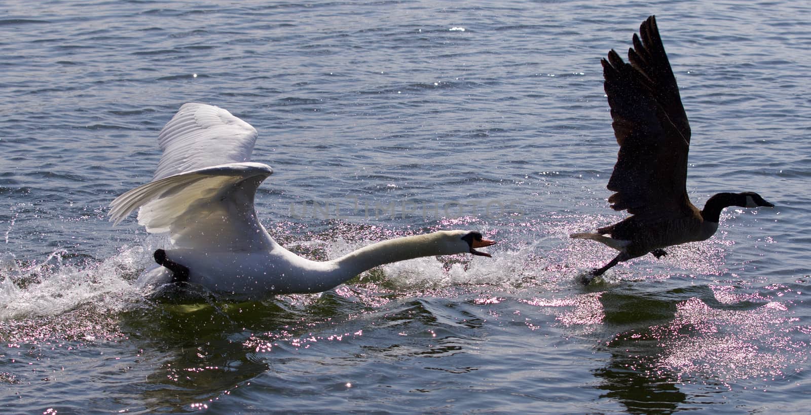 Amazing background with the angry swan attacking the Canada goose by teo