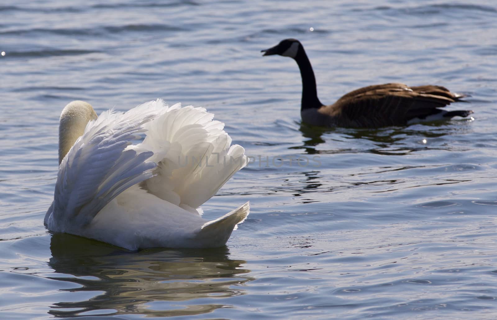 Beautiful isolated image of the contest between the swan and the Canada goose by teo