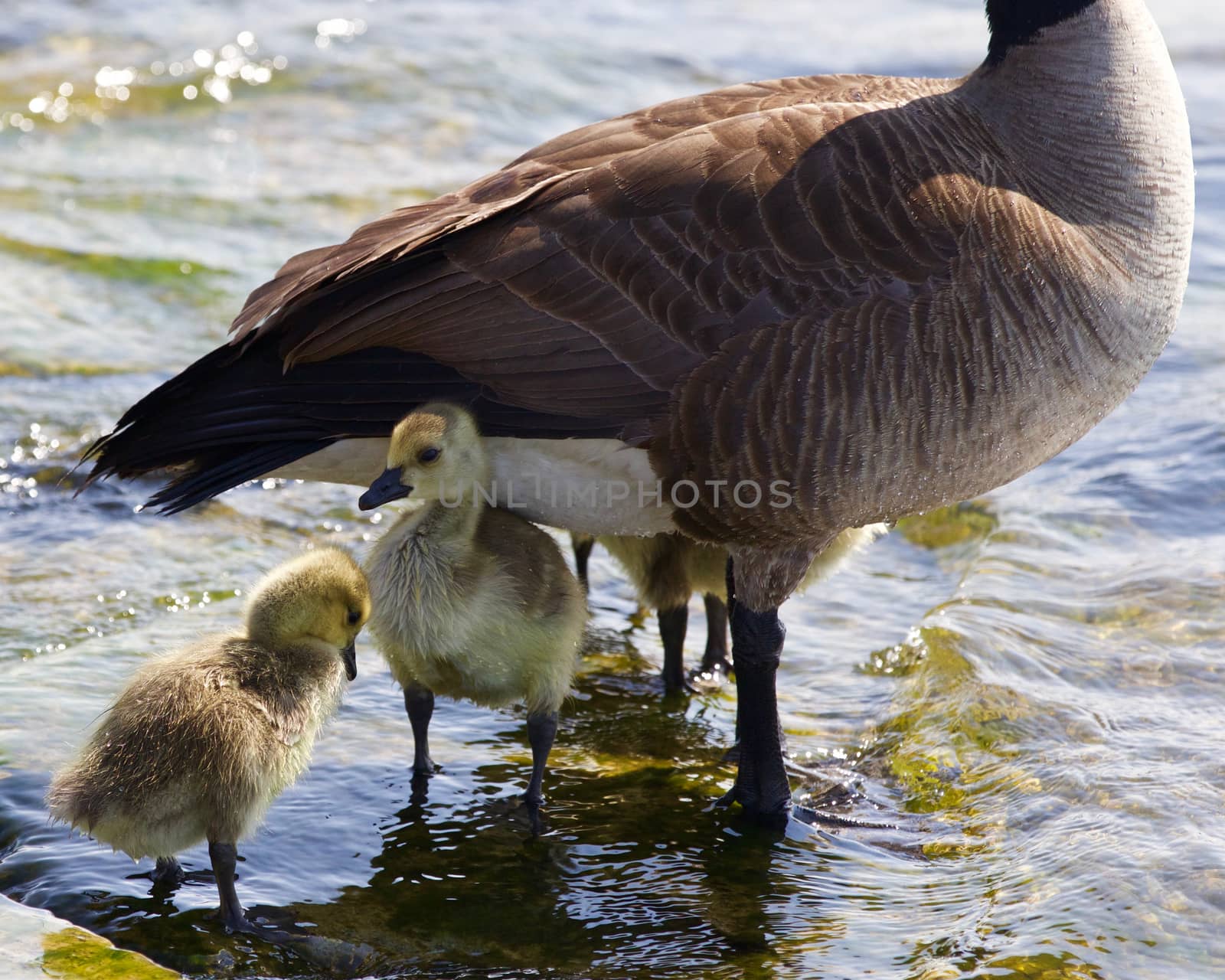 Beautiful isolated photo of the chicks of the Canada goose under defence of their mom by teo