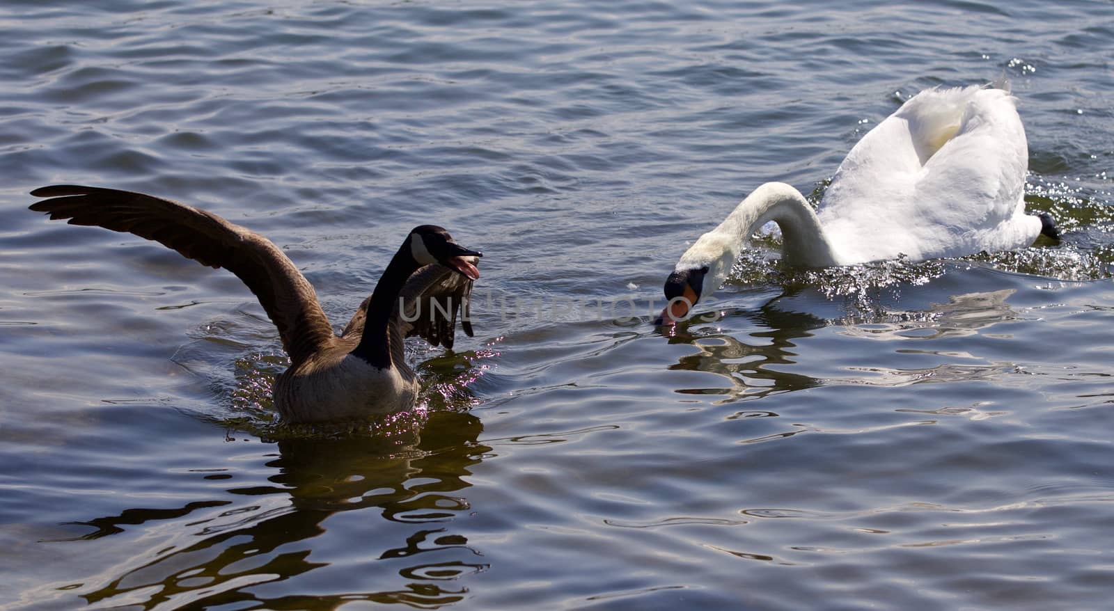 Beautiful isolated photo of the Canada goose running away from the angry swan by teo