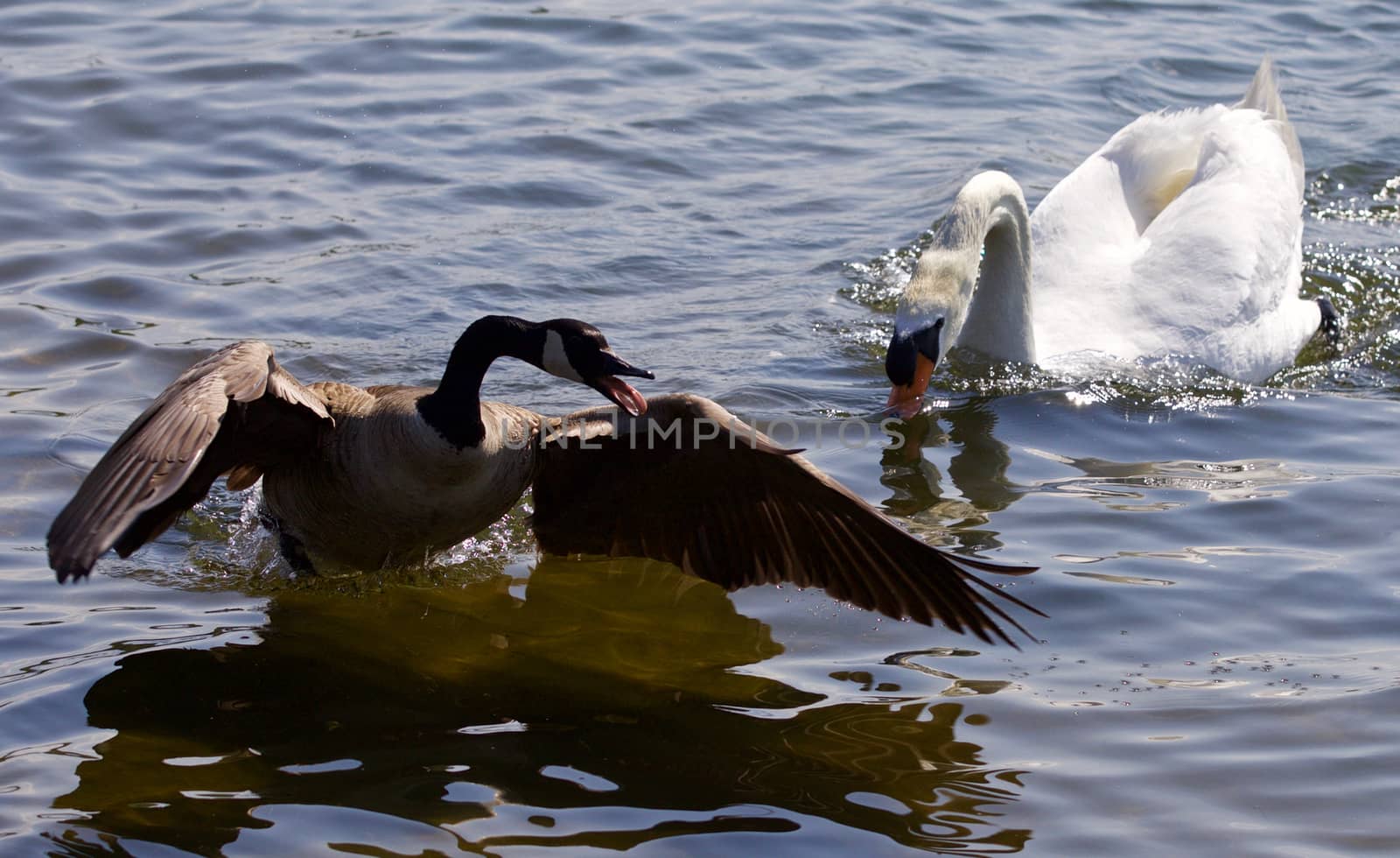 Amazing isolated photo of the Canada goose running away from the angry mute swan by teo