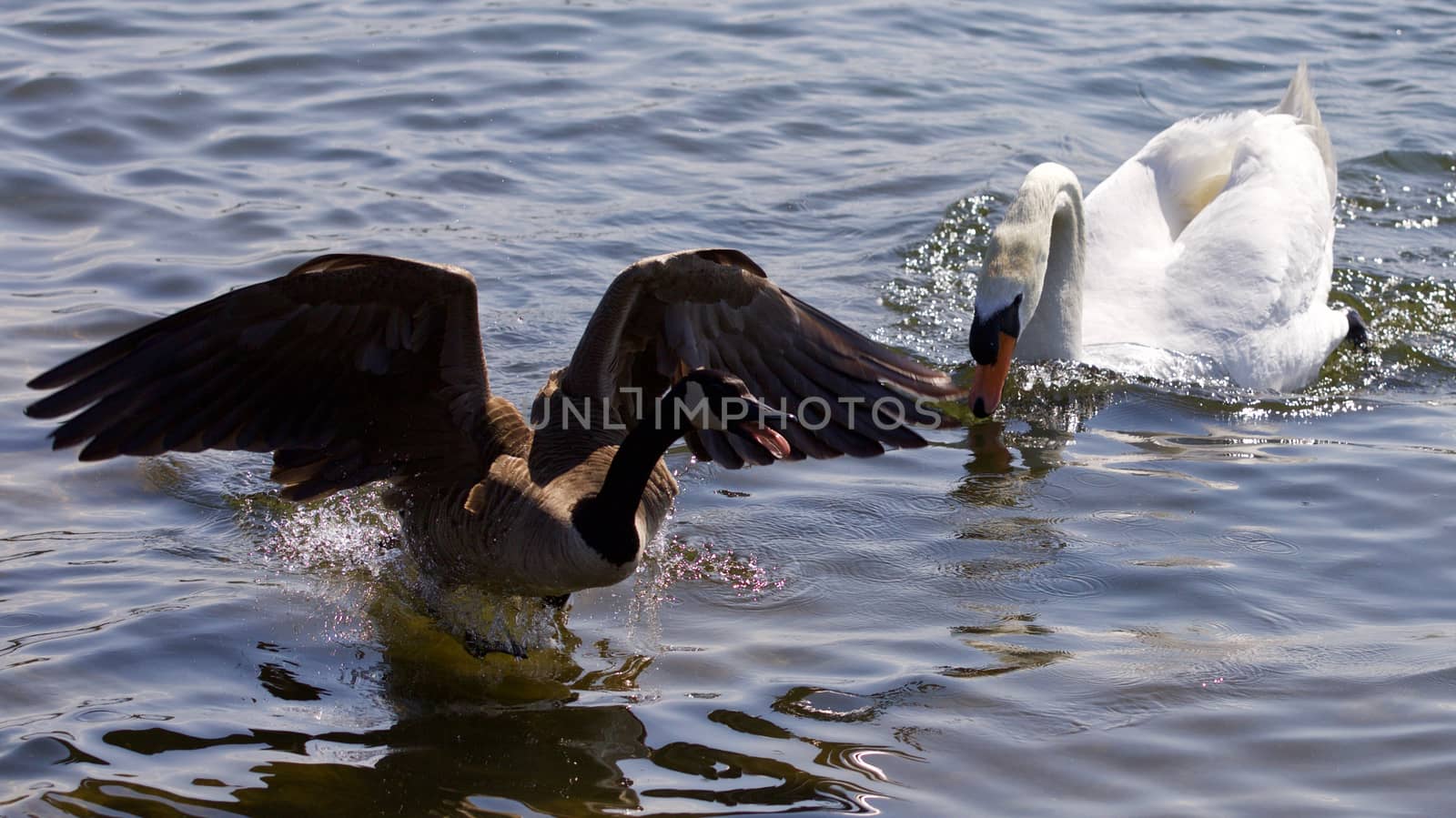 Beautiful isolated photo of the Canada goose running away from the angry mute swan by teo