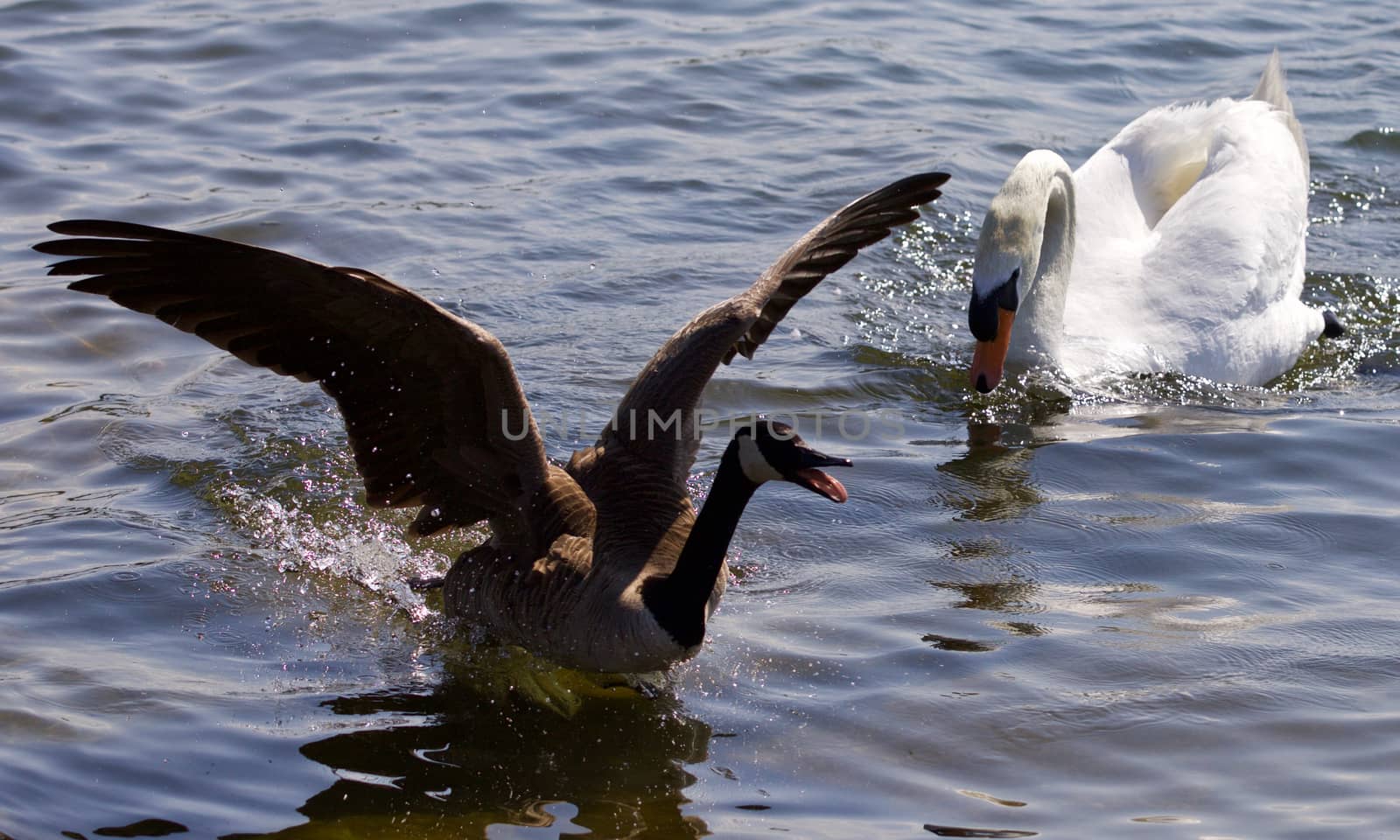 Beautiful isolated picture with the Canada goose running away from the angry mute swan by teo