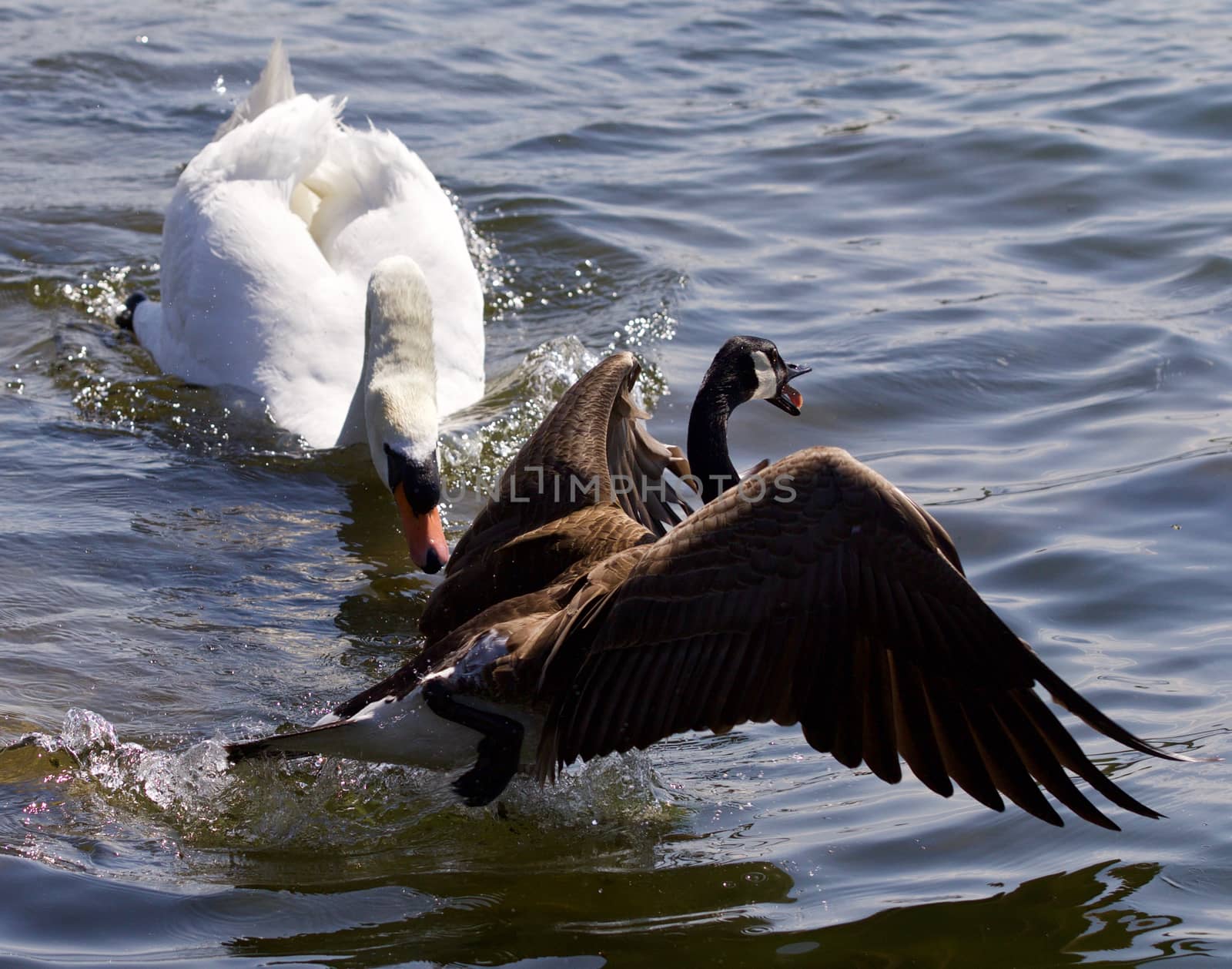 Amazing emotional moment with the swan attacking the Canada goose