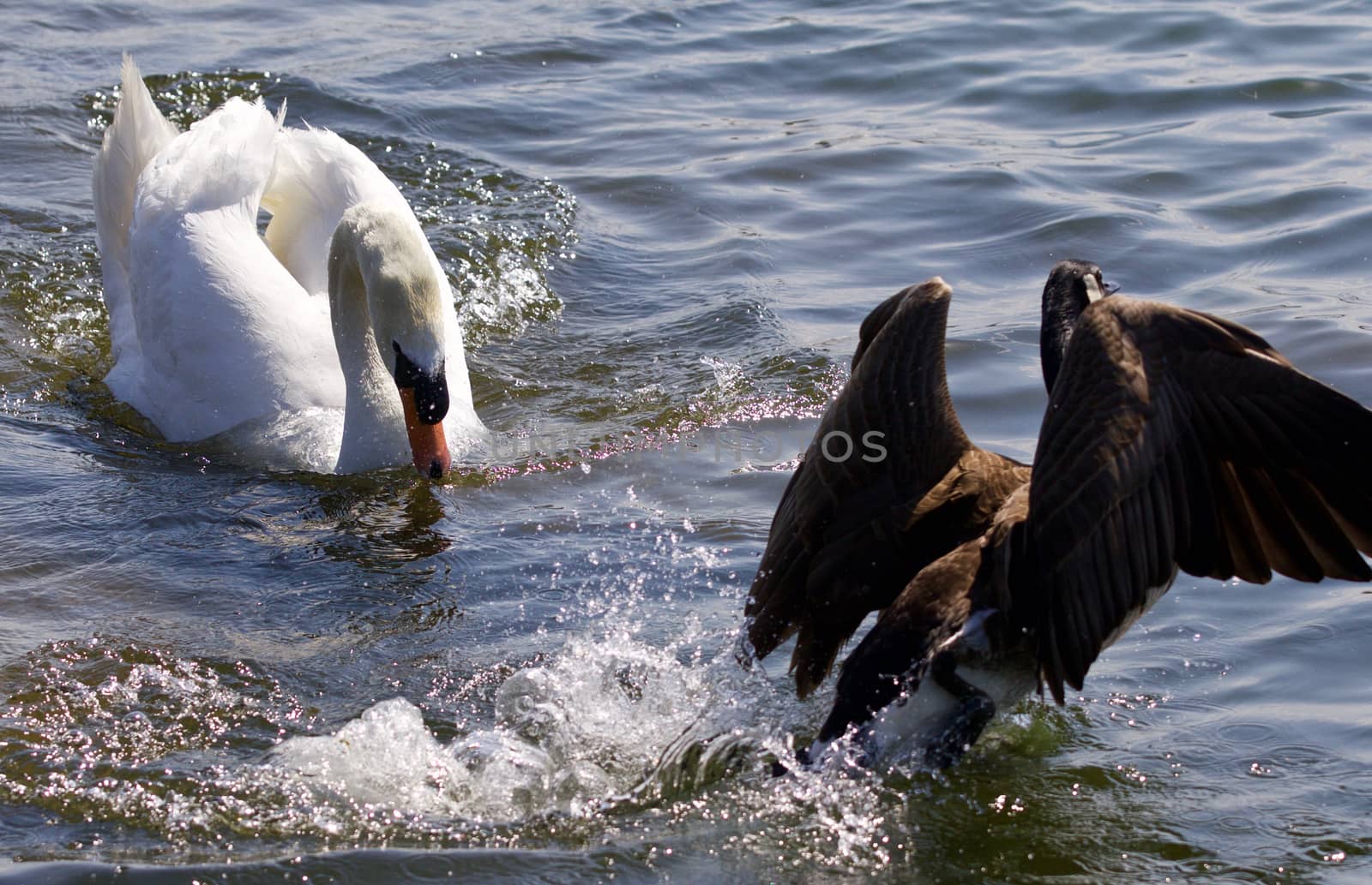 Picture of the swan chasing the Canada goose 