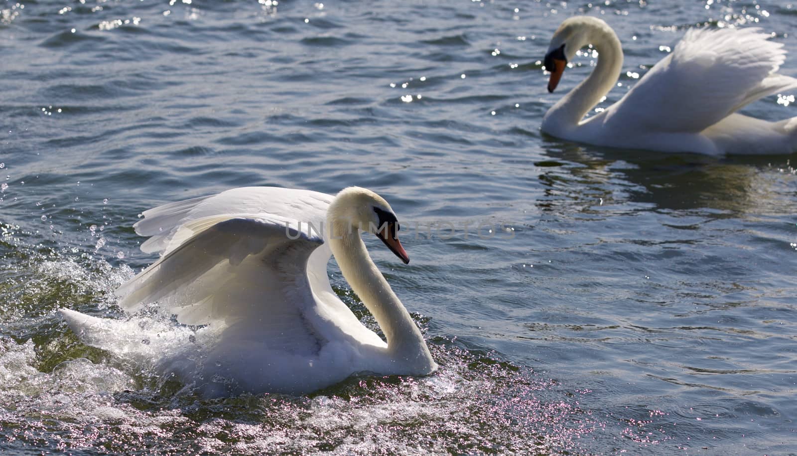 Beautiful isolated photo of two strong swans